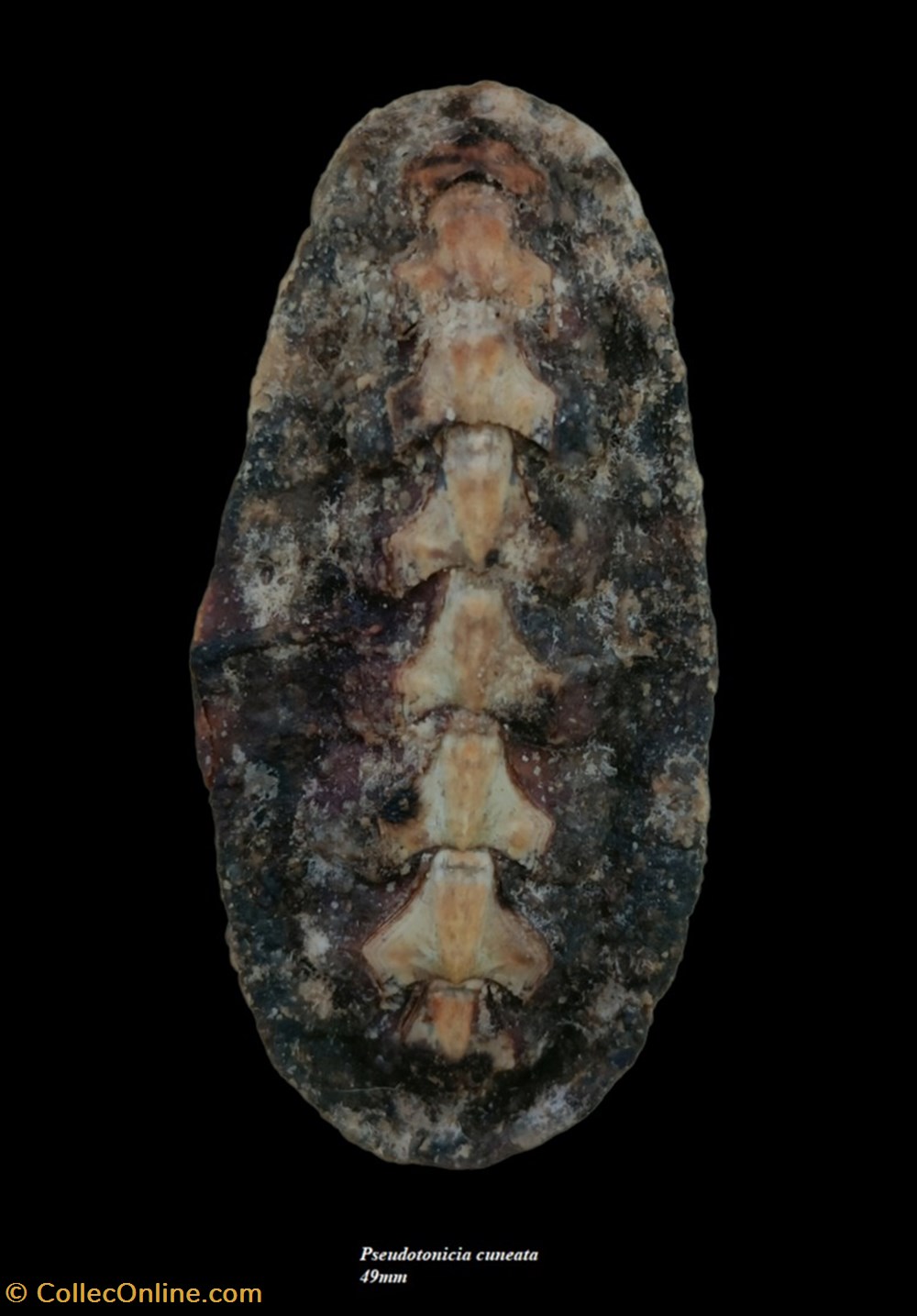 Pseudotonicia cuneata 49mm coquillages fossiles polyplacophora pseudotonicia cuneata 49mm