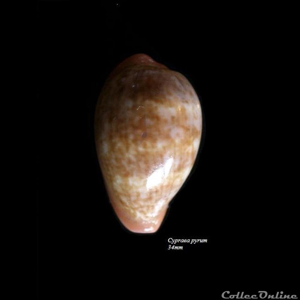 Cypraea pyrum 34mm coquillage fossile gastropodum cypraea pyrum 34mm