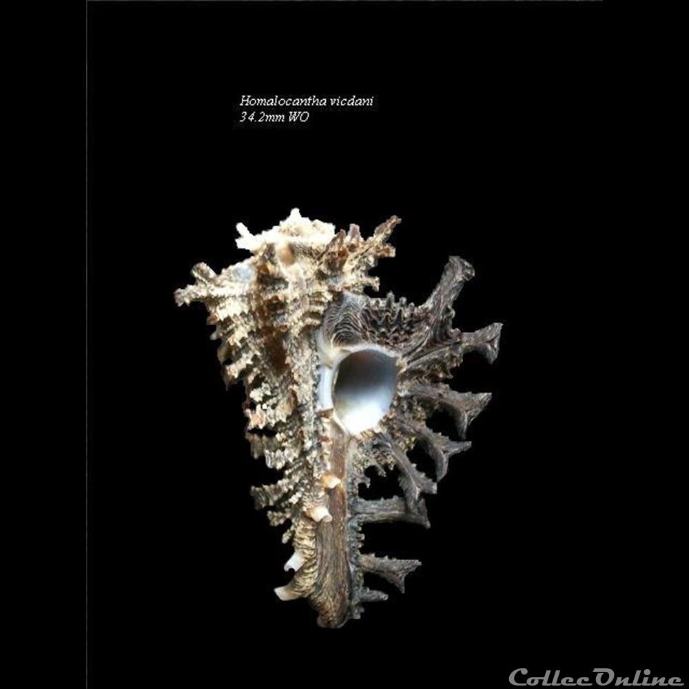 Homalocantha vicdani 34.2mm WO coquillage fossile gastropodum homalocantha vicdani 34 2mm wo