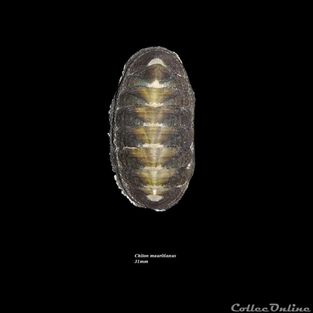 coquillage fossile polyplacophora chiton mauritianus 31mm