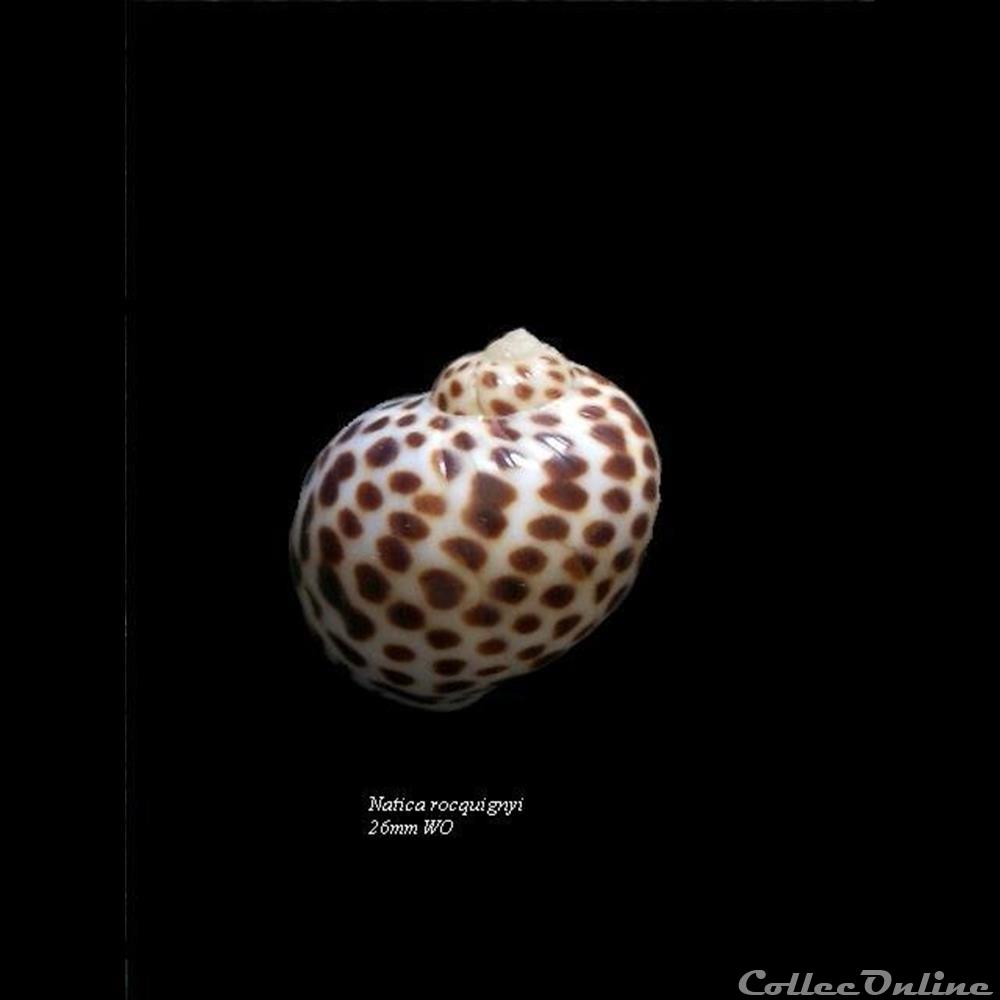 Natica rocquignyi 26mm WO coquillage fossile gastropodum natica rocquignyi 26mm wo