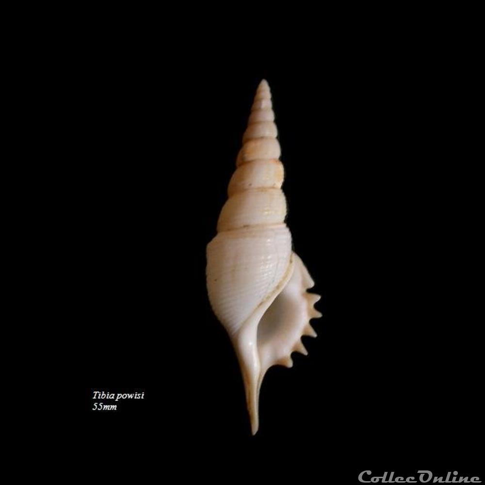 coquillage fossile gastropodum rimellopsis powisi 55mm