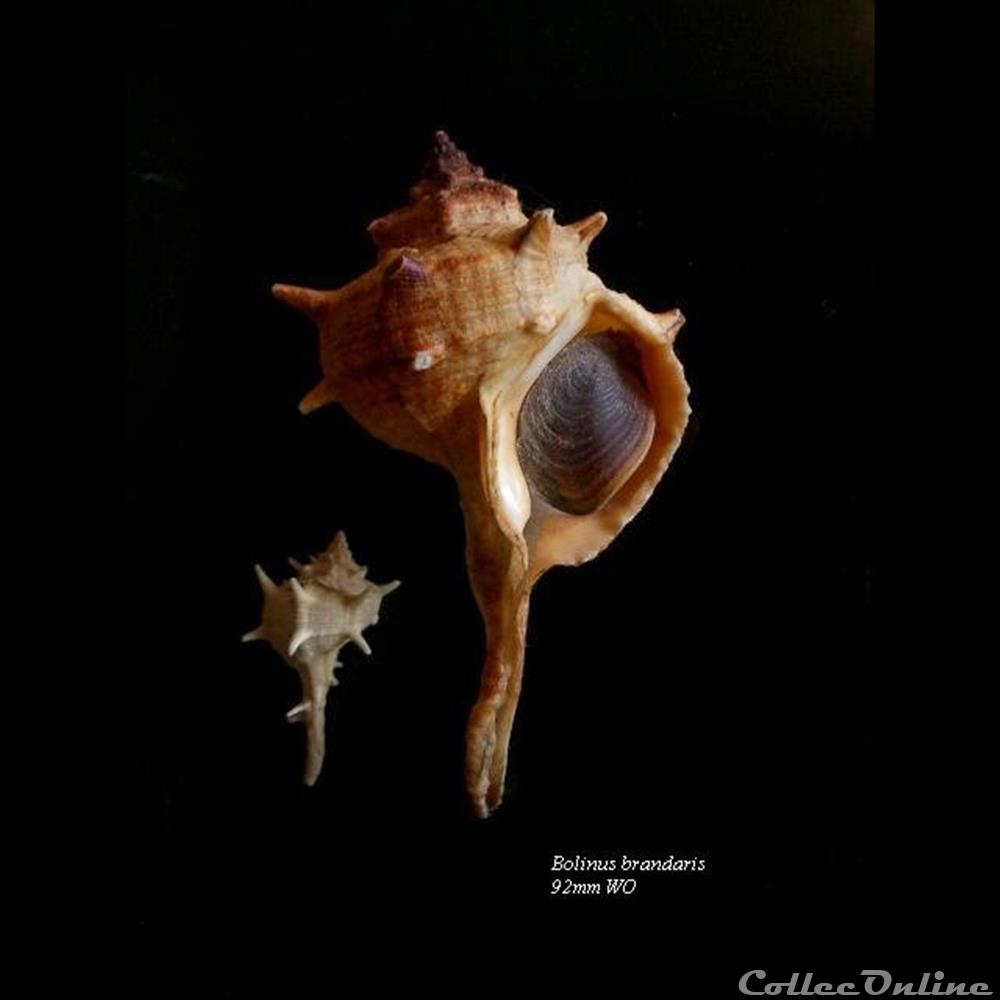 Bolinus brandaris 92mm WO coquillage fossile gastropodum bolinus brandaris 92mm wo