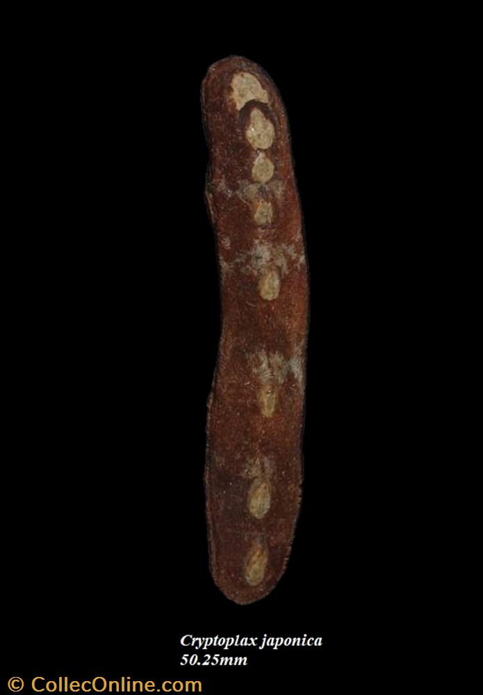 coquillage fossile polyplacophora cryptoplax japonica 50 25mm