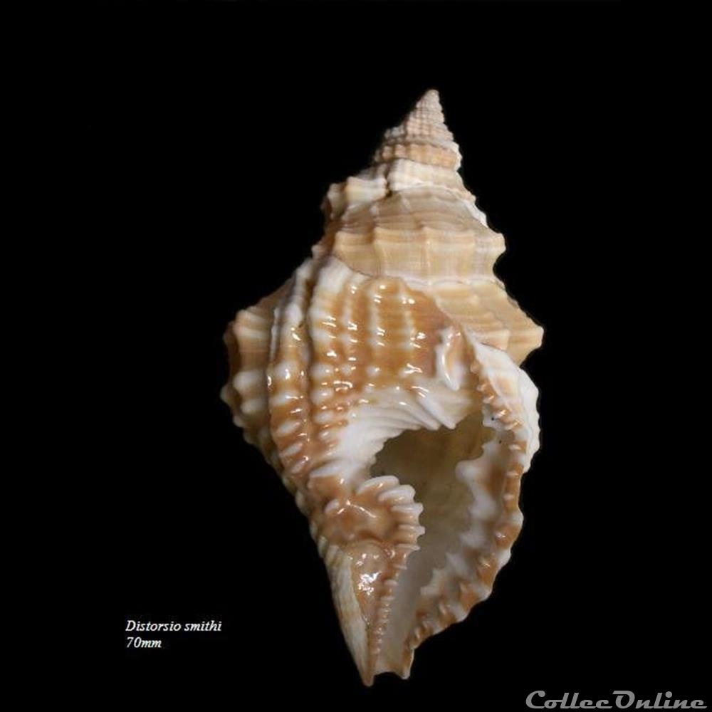 Distorsio smithi 70mm coquillage fossile gastropodum distorsio smithi 70mm