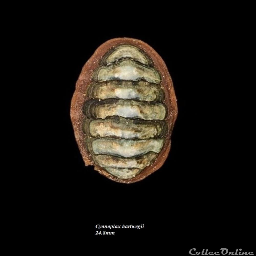 Cyanoplax hartwegii 24.8mm coquillage fossile polyplacophora cyanoplax hartwegii 24 8mm