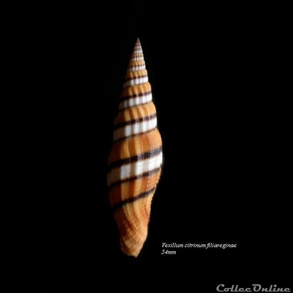 Vexillum citrinum filiareginae 54mm coquillage fossile gastropodum vexillum citrinum filiareginae 54mm