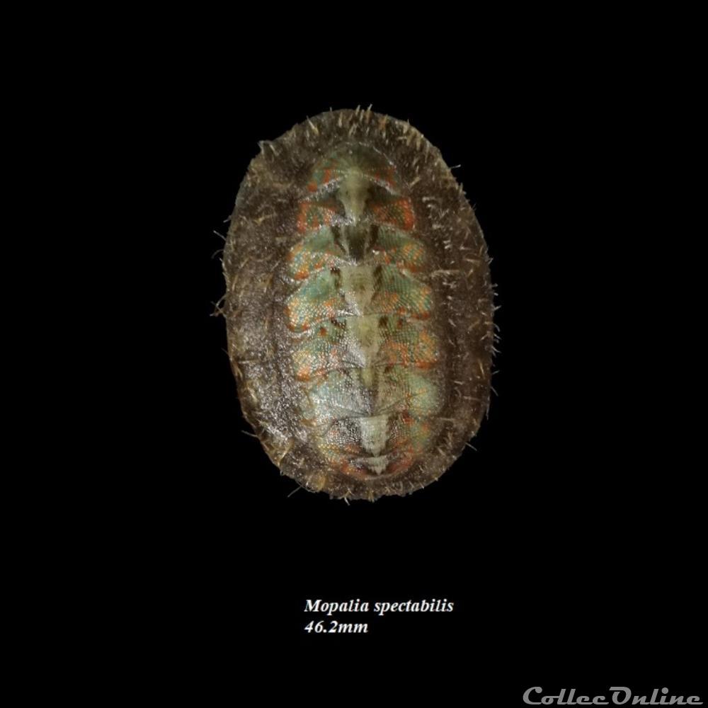 coquillage fossile polyplacophora mopalia spectabilis 46 2mm