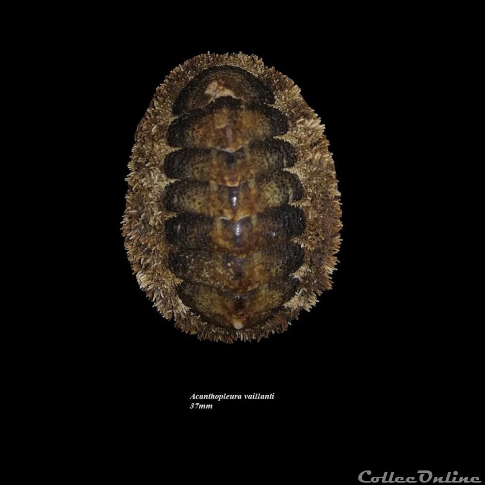 Acanthopleura vaillanti 37mm coquillage fossile polyplacophora acanthopleura vaillanti 37mm
