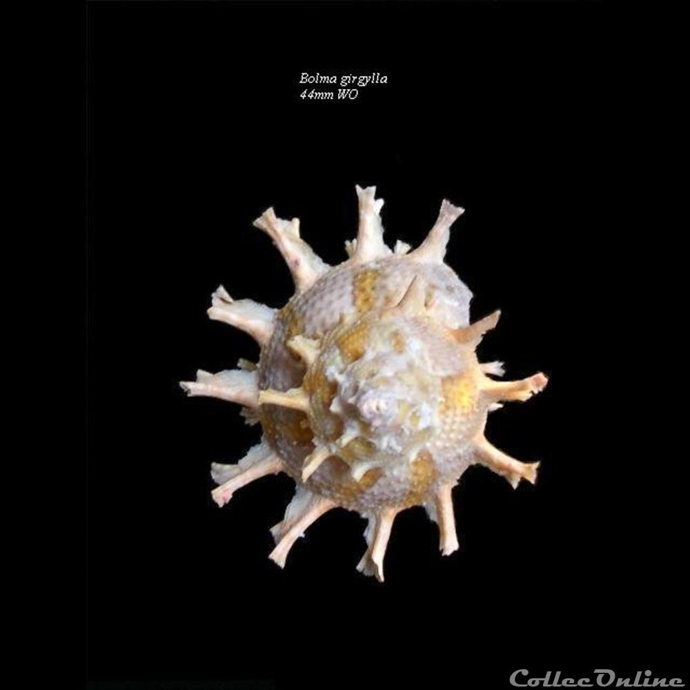 Bolma girgylla 44mm WO coquillage fossile gastropodum bolma girgylla 44mm wo