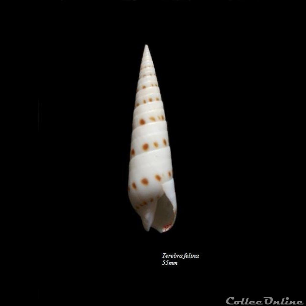 coquillage fossile gastropodum terebra felina 55mm