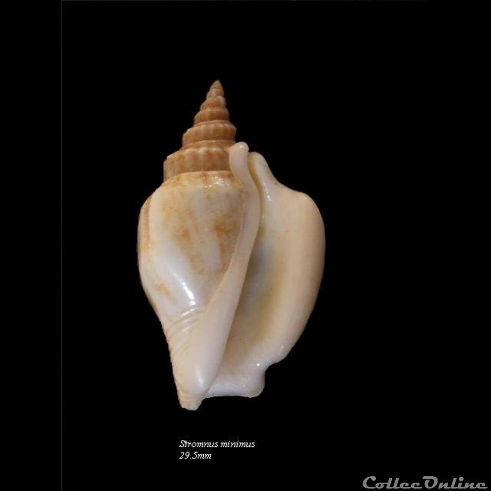 Strombus minimus 29.5mm coquillage fossile gastropodum strombus minimus 29 5mm