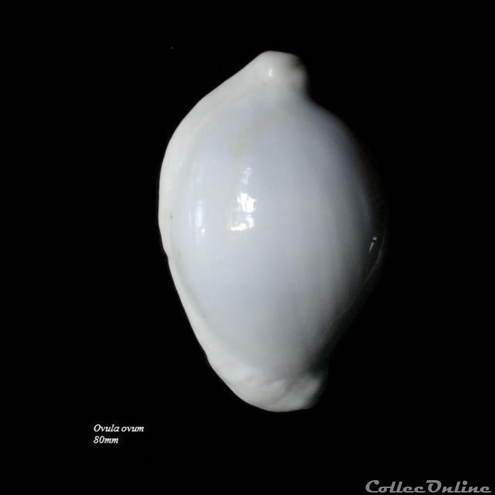 coquillage fossile gastropodum ovula ovum 80mm
