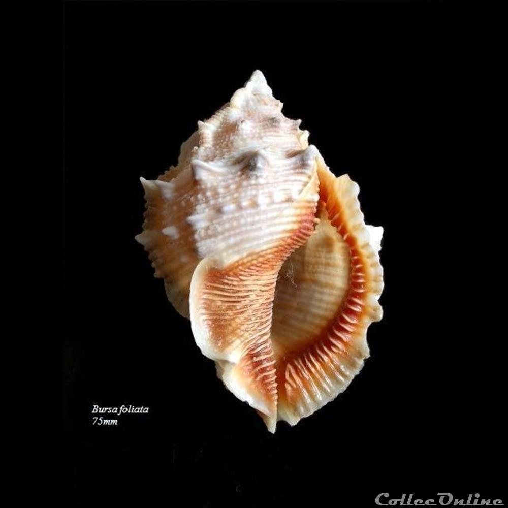 Bursa foliata 75mm coquillage fossile gastropodum bursa foliata 75mm