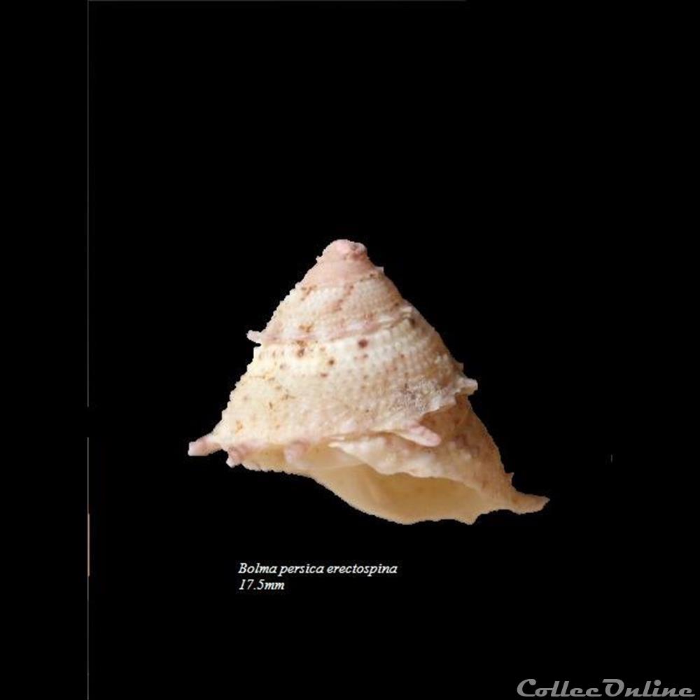 Bolma persica erectospina 17.5mm coquillage fossile gastropodum bolma persica erectospina 17 5mm