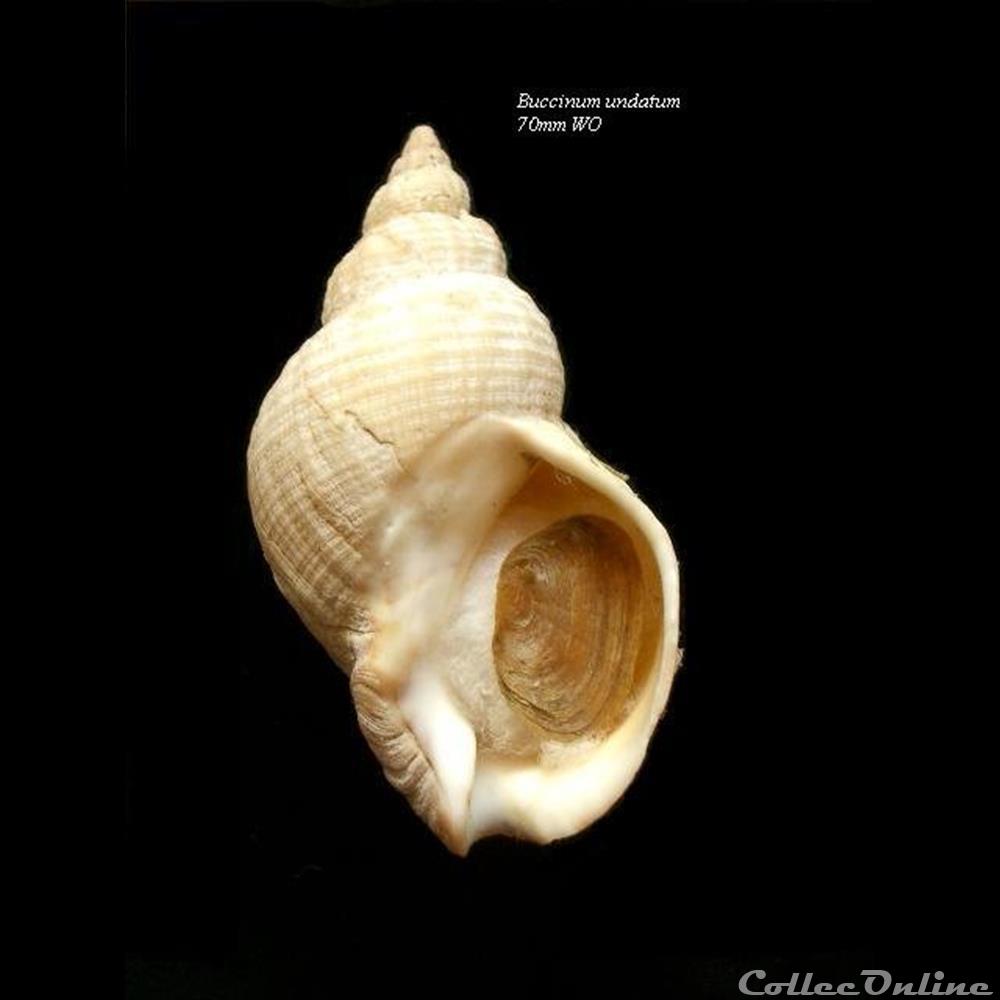 Buccinum undatum 70mm WO coquillage fossile gastropodum buccinum undatum 70mm wo
