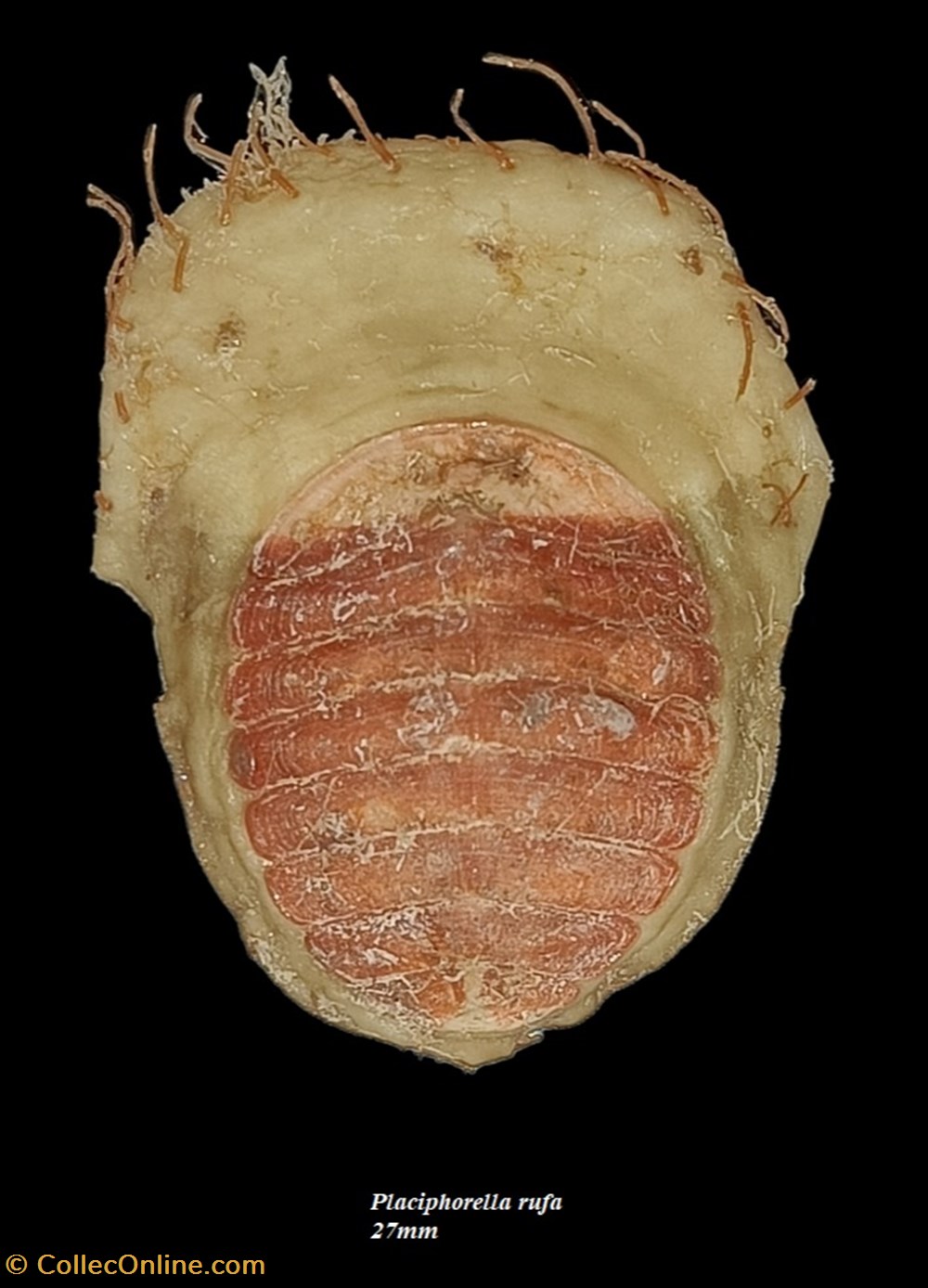 Placiphorella rufa 27mm coquillages fossiles polyplacophora placiphorella rufa 27mm