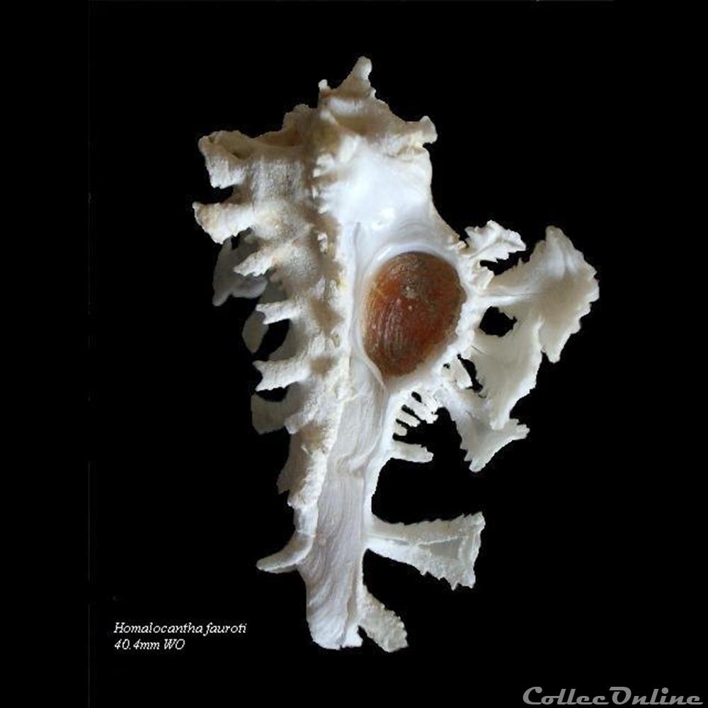 Homalocantha fauroti 40.4mm WO coquillage fossile gastropodum homalocantha fauroti 40 4mm wo