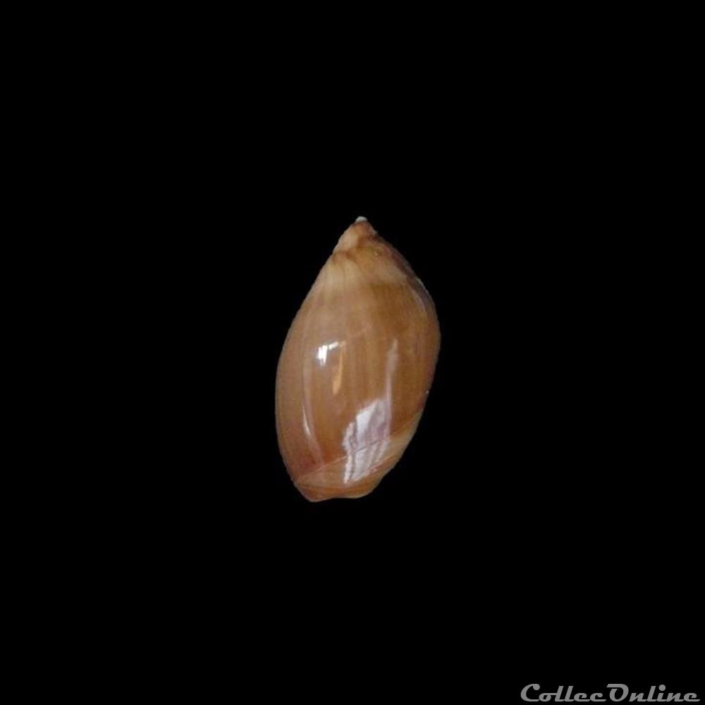 Ancilla castanea 28mm coquillage fossile gastropodum ancilla castanea 28mm