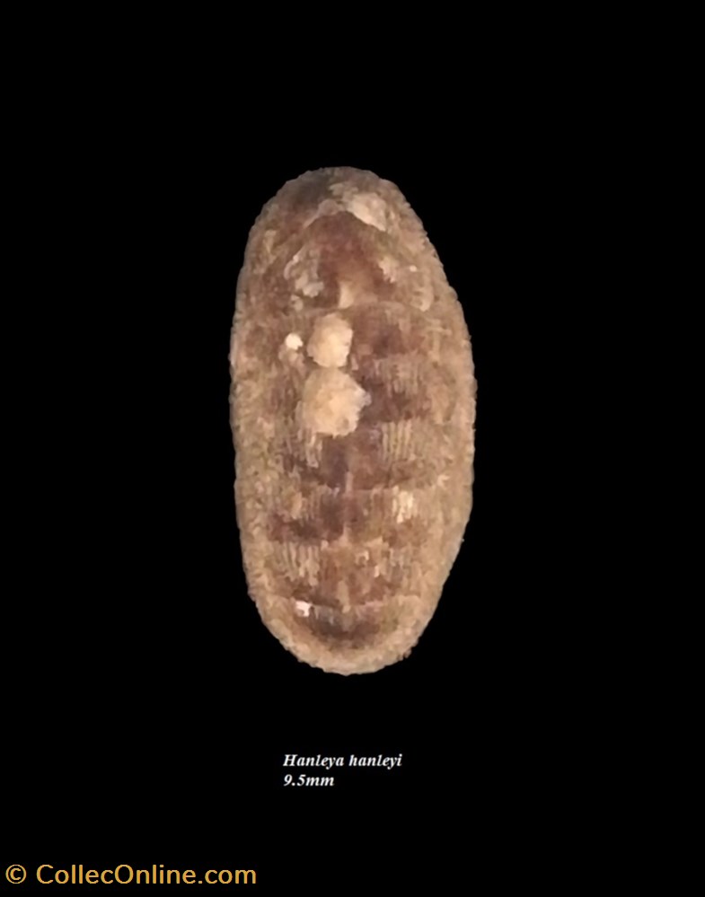 coquillage fossile polyplacophora hanleya hanleyi 9 5mm