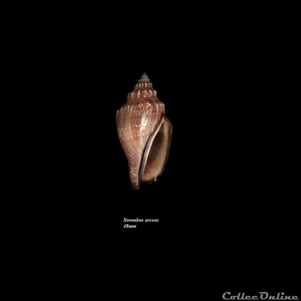 Strombus urceus 48mm coquillage fossile gastropodum strombus urceus 48mm