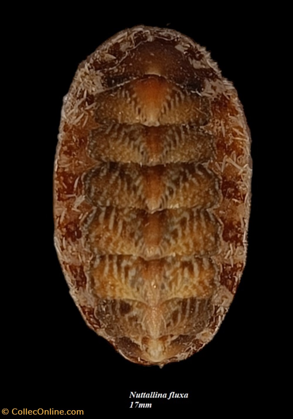 Nuttallina fluxa 17mm coquillages fossiles polyplacophora nuttallina fluxa 17mm