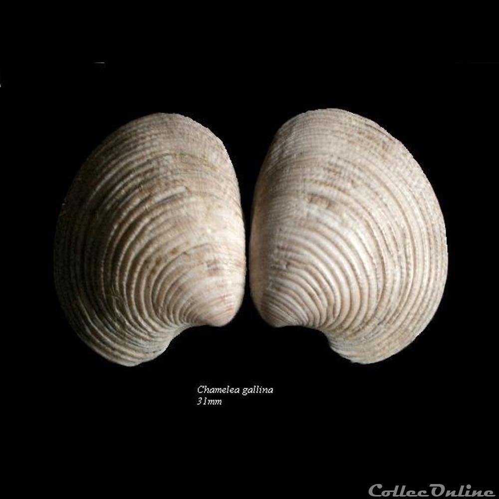 Chamelea gallina 31mm coquillage fossile bivalvium chamelea gallina 31mm