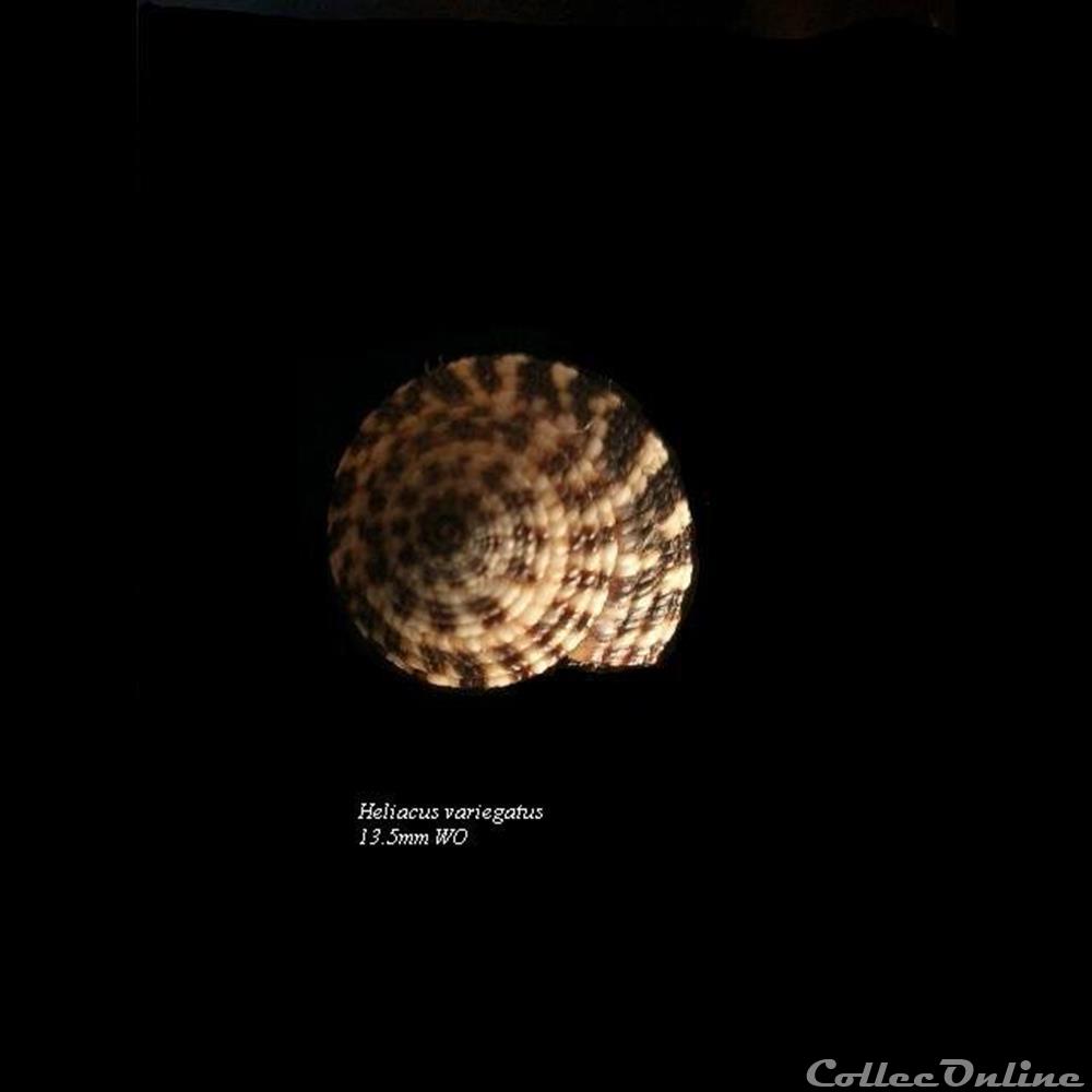 Heliacus variegatus 13.5mm WO coquillage fossile gastropodum heliacus variegatus 13 5mm wo