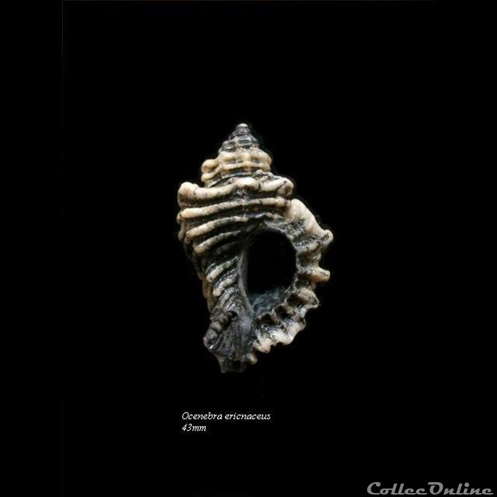 Ocenebra erinaceus 43mm coquillage fossile gastropodum ocenebra erinaceus 43mm