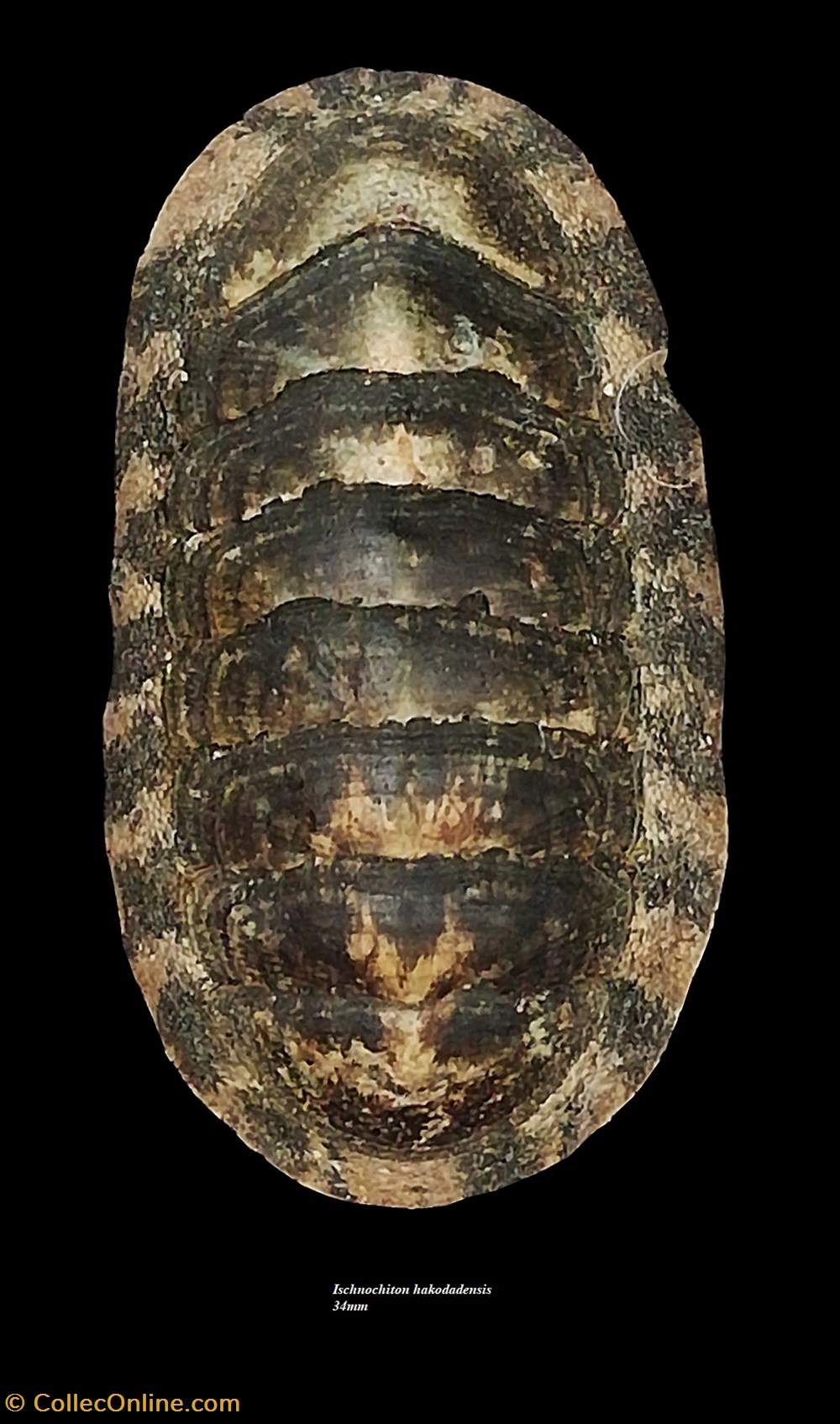Ischnochiton hakodadensis 34mm coquillages fossiles polyplacophora ischnochiton hakodadensis 34mm
