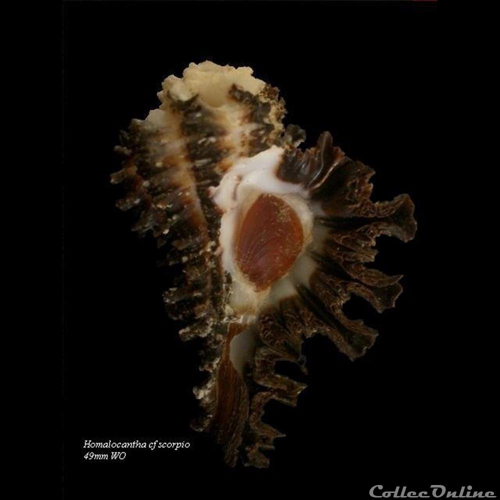 Homalocantha cf scorpio 42.3mm coquillage fossile gastropodum homalocantha cf scorpio 42 3mm