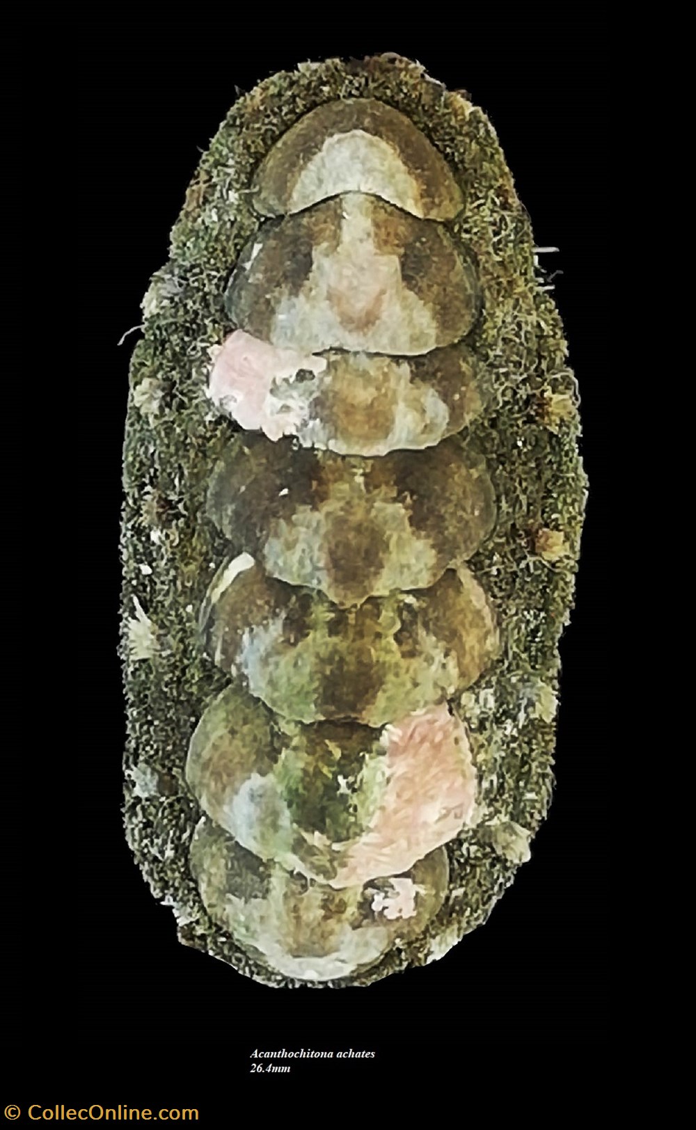 coquillages fossiles polyplacophora acanthochitona achates 26 4mm