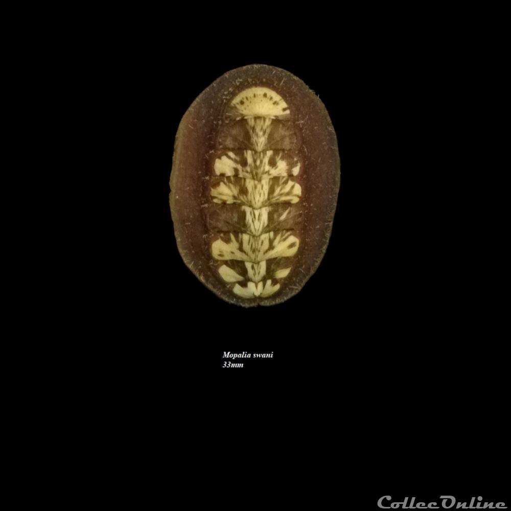 Mopalia swani 33mm coquillage fossile polyplacophora mopalia swani 33mm