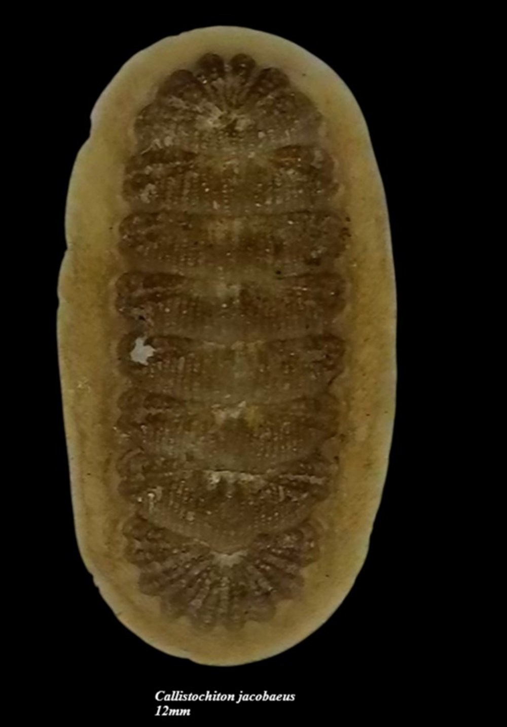 coquillages fossiles polyplacophora callistochiton jacobaeus 12mm