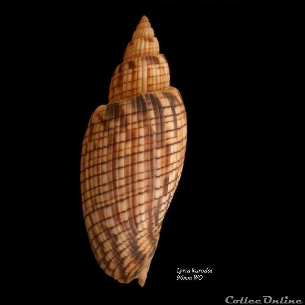 Lyria kurodai 96mm WO coquillage fossile gastropodum lyria kurodai 96mm wo