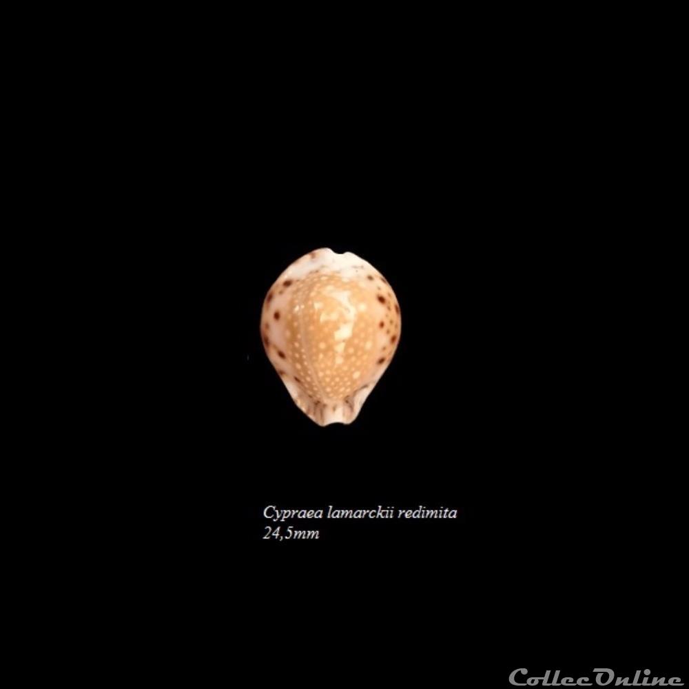 Cypraea lamarckii redimita 24,5mm coquillage fossile gastropodum cypraea lamarckii redimita 24 5mm