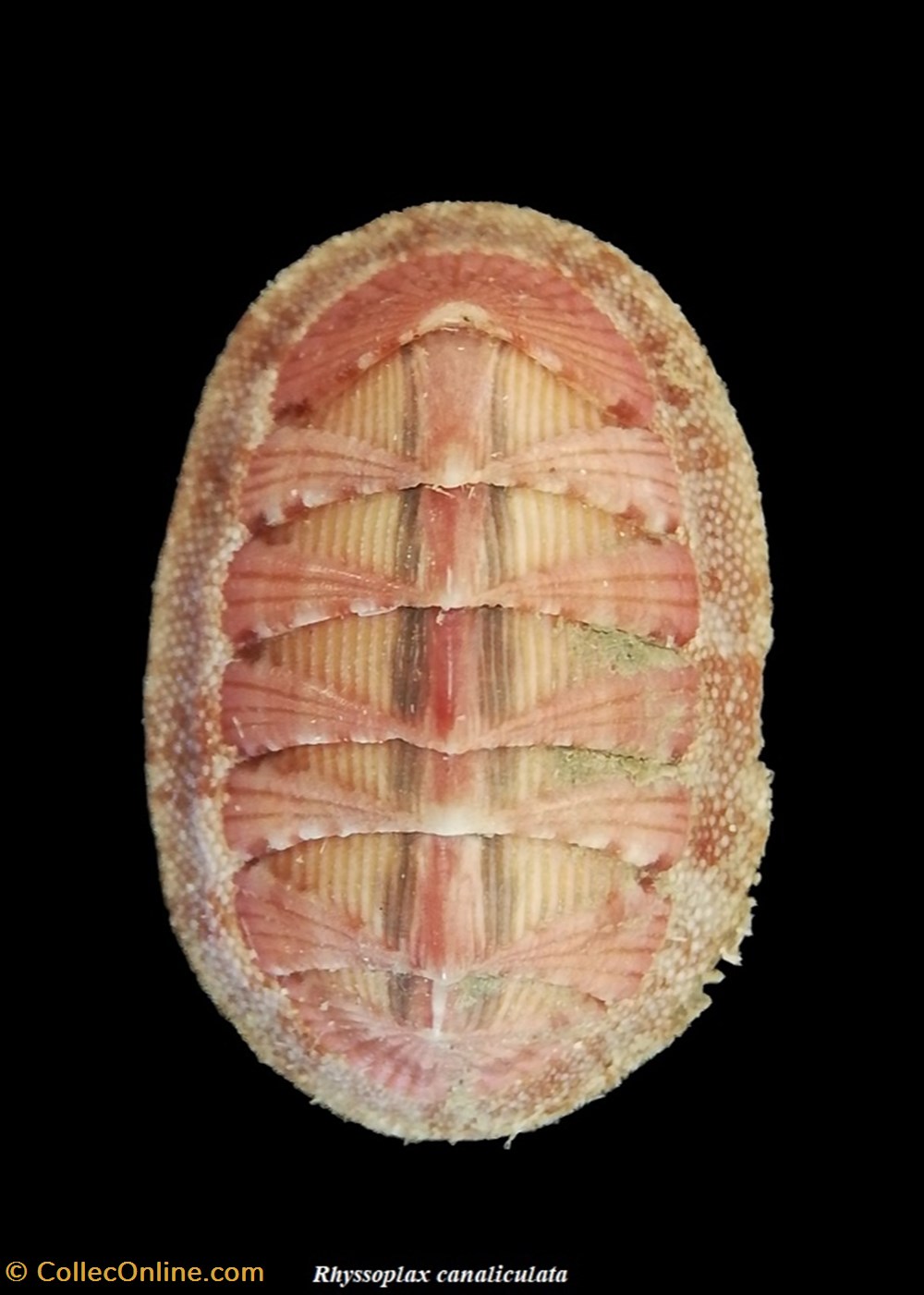 Rhyssoplax canaliculata 17mm coquillages fossiles polyplacophora rhyssoplax canaliculata 17mm