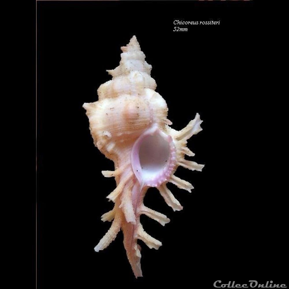 Chicoreus rossiteri 52mm coquillage fossile gastropodum chicoreus rossiteri 52mm
