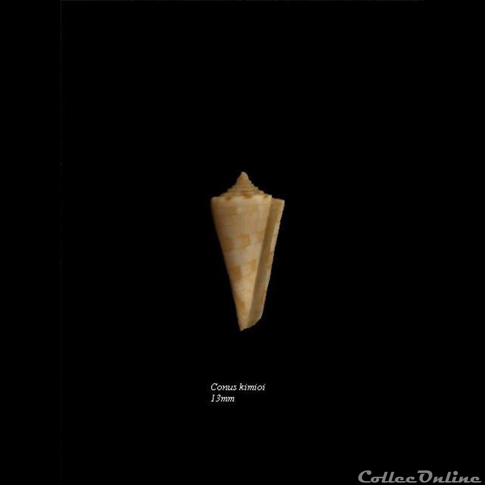 Conus kimoi 13mm coquillage fossile gastropodum conus kimoi 13mm