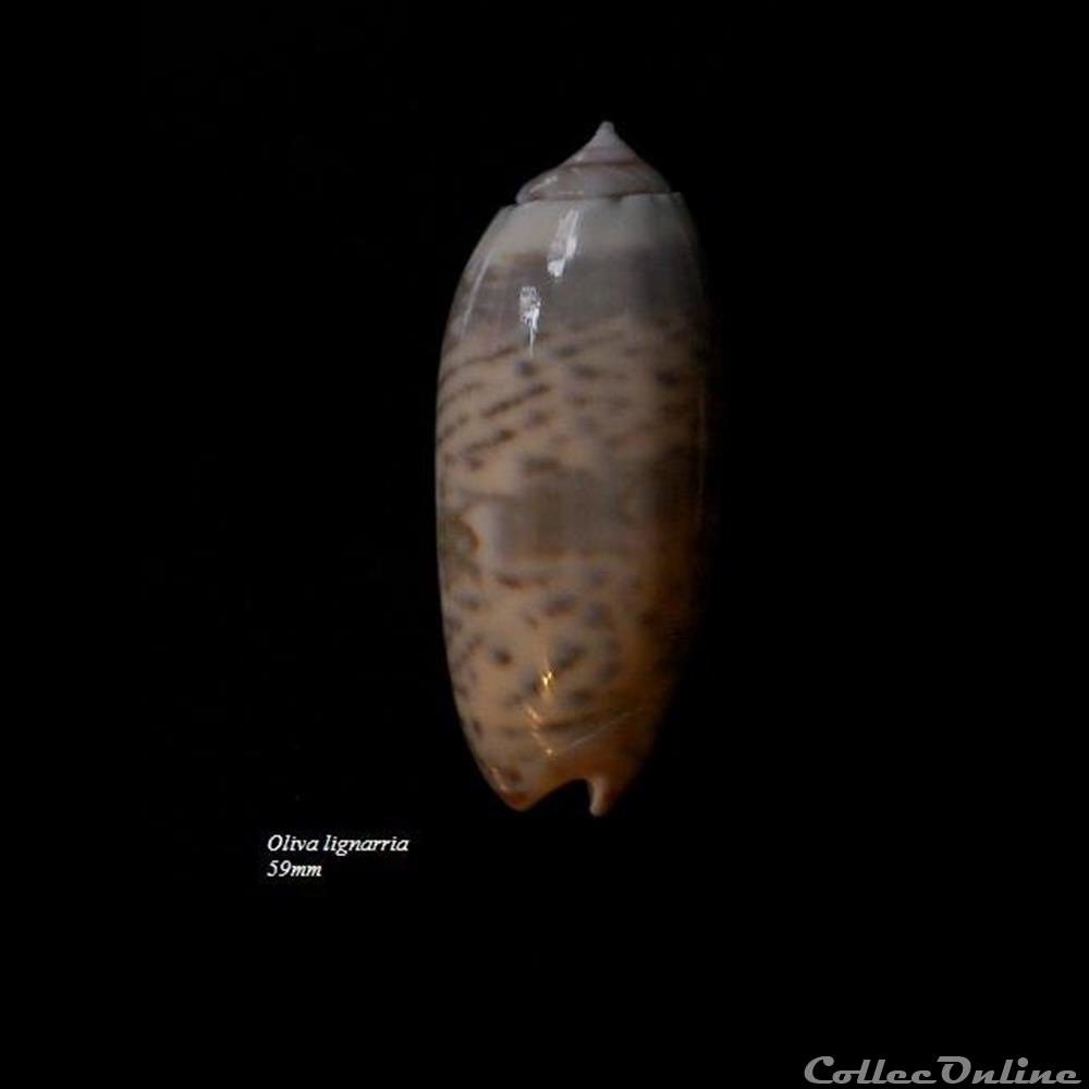 Oliva lignaria 59mm coquillage fossile gastropodum oliva lignaria 59mm