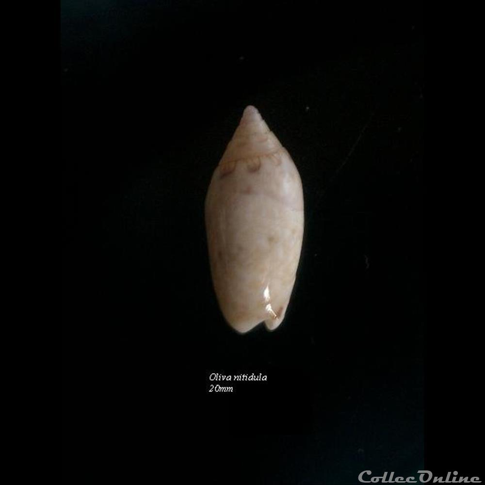 Oliva nitidula 20mm coquillage fossile gastropodum oliva nitidula 20mm
