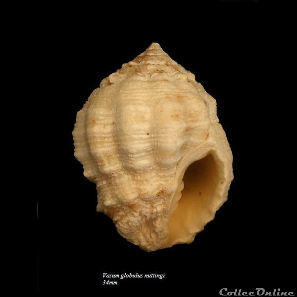 coquillage fossile gastropodum vasum globulus nuttingi 34mm
