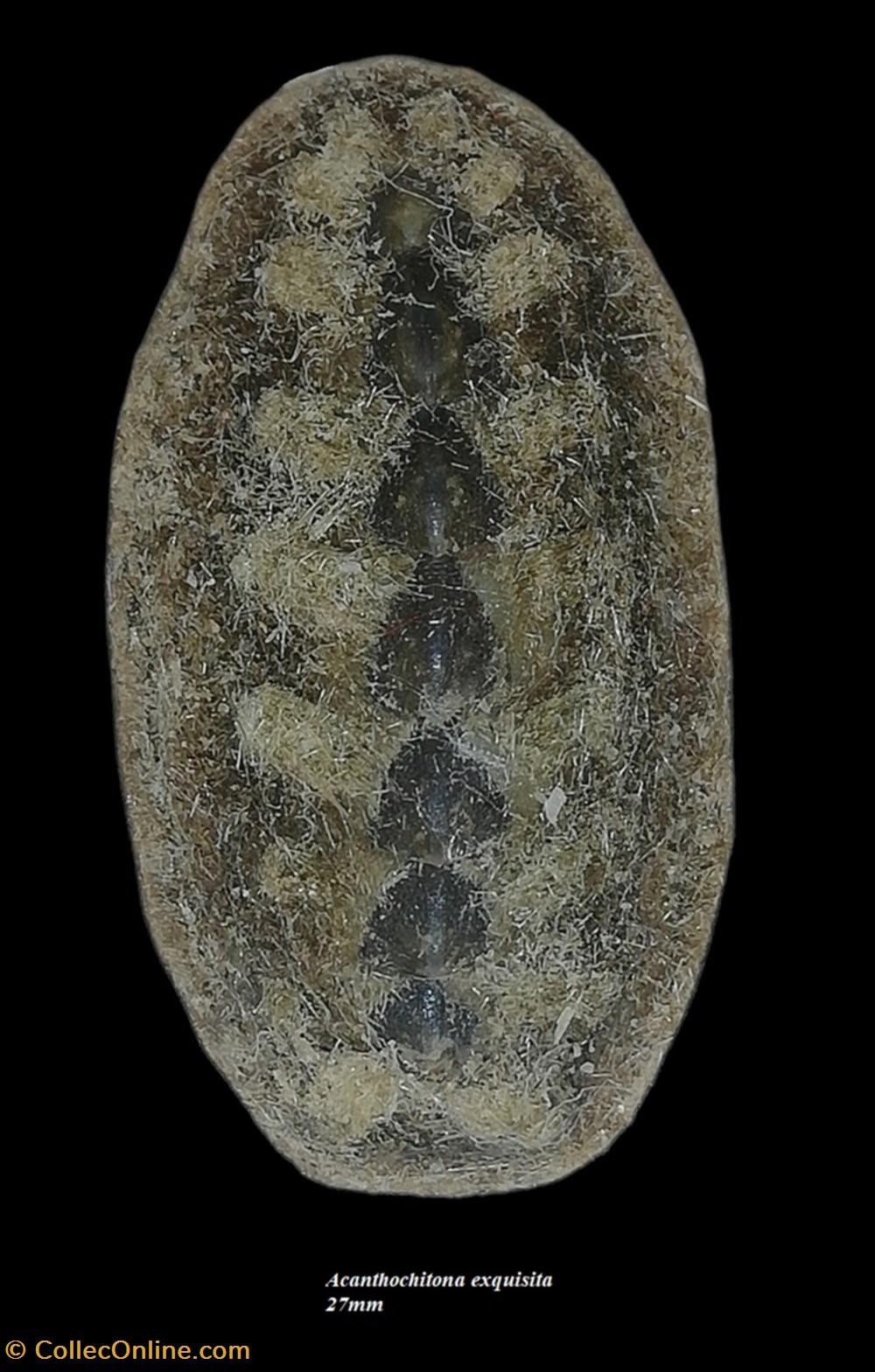 Acanthochitona Exquisita 27mm - Shells & Fossils - Polyplacophora