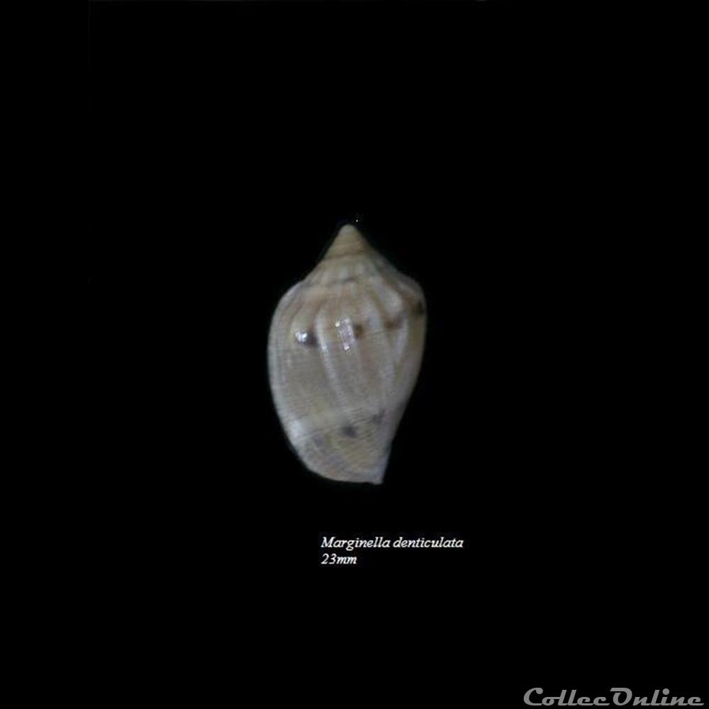 coquillage fossile gastropodum marginella denticulata 23mm