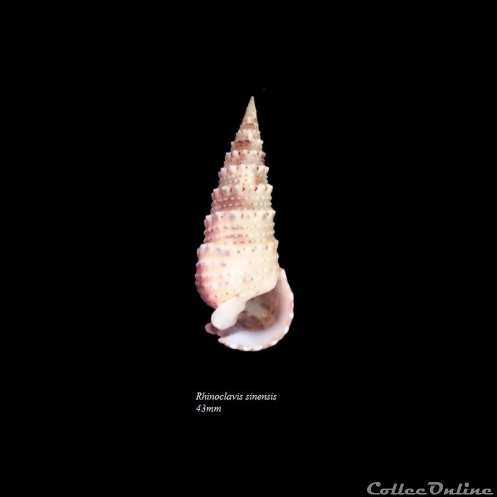 Rhinoclavis sinensis 43mm coquillage fossile gastropodum rhinoclavis sinensis 43mm