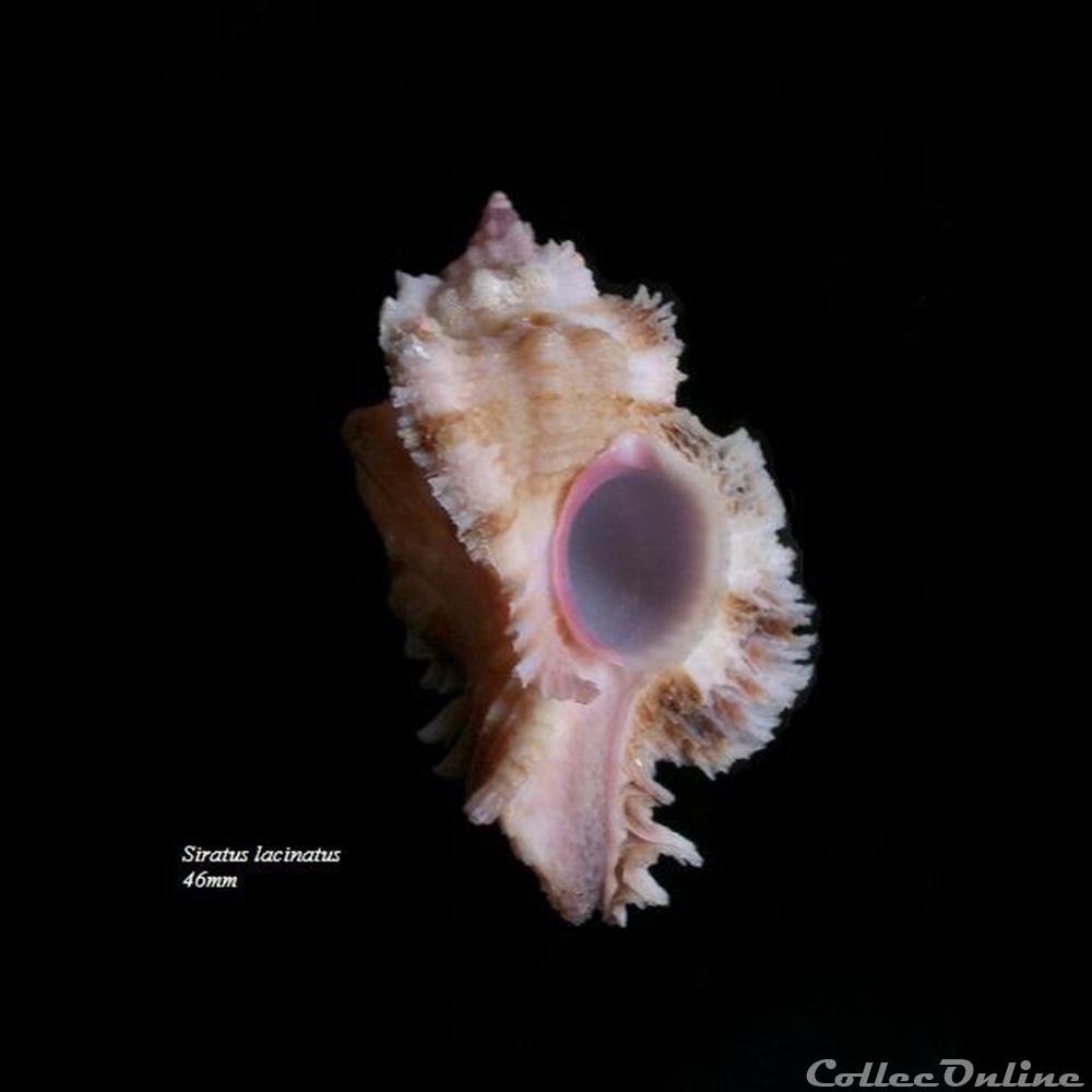 Chicomurex laciniatus 46mm coquillage fossile gastropodum chicomurex laciniatus 46mm