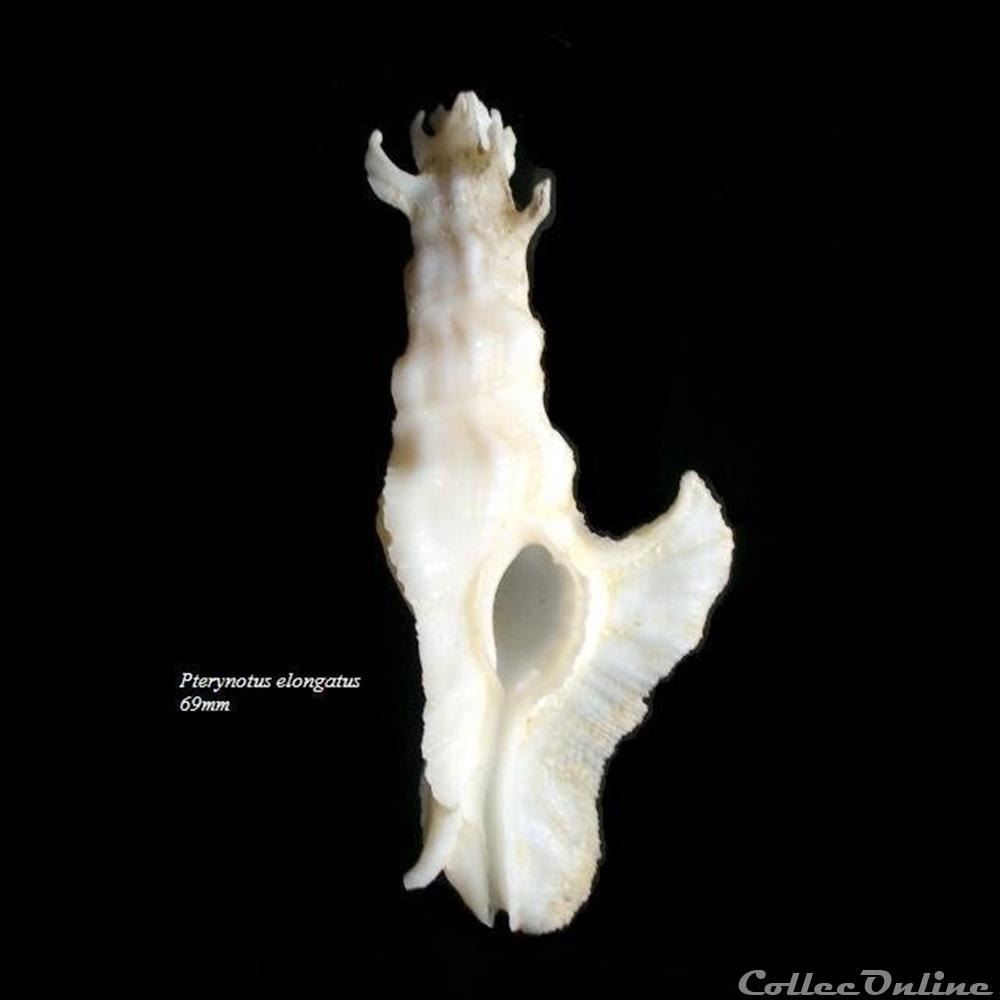 Pterynotus elongatus 69mm coquillage fossile gastropodum pterynotus elongatus 69mm