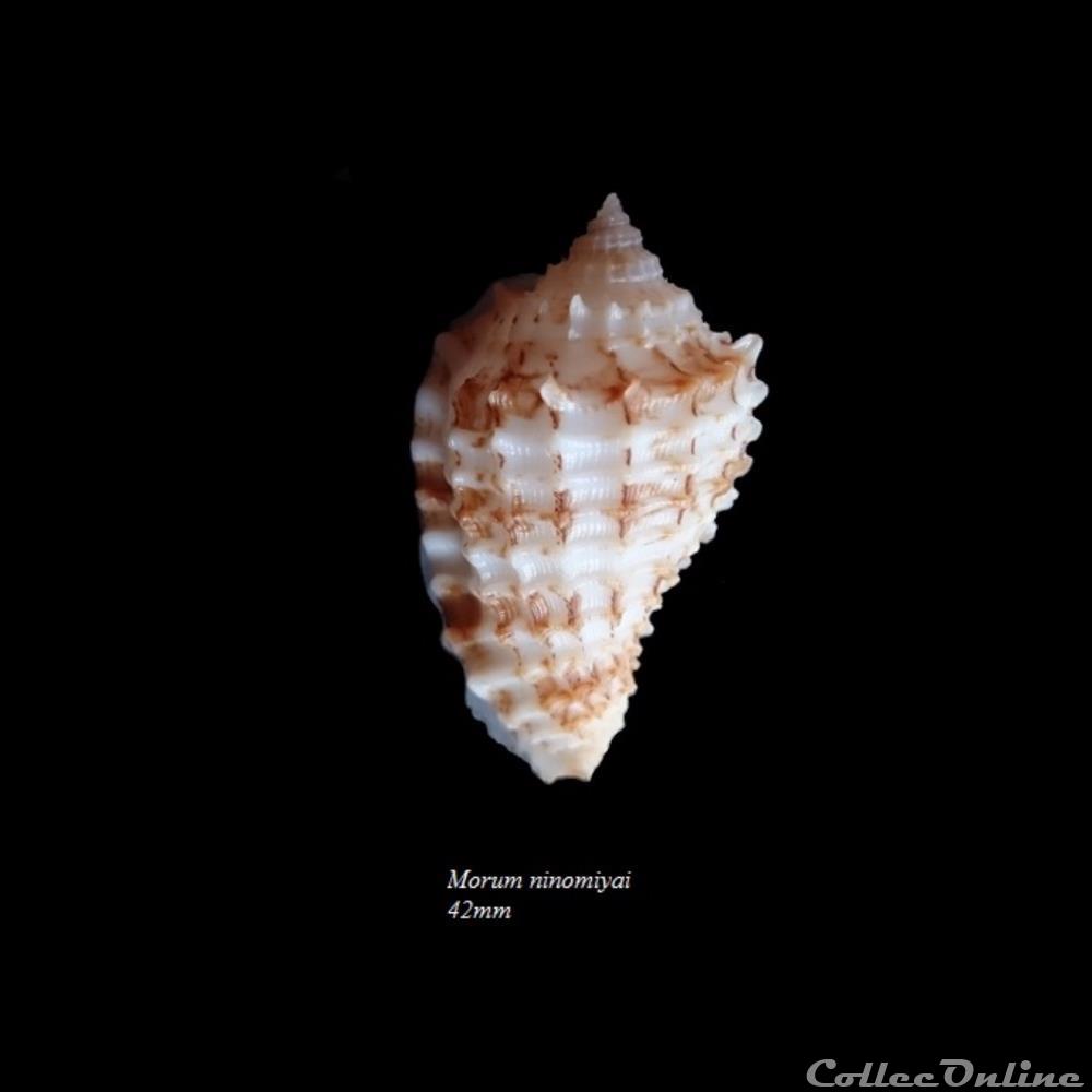 Morum ninomiyai 42mm coquillage fossile gastropodum morum ninomiyai 42mm