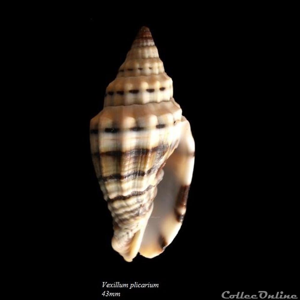 coquillage fossile gastropodum vexillum plicarium 43mm