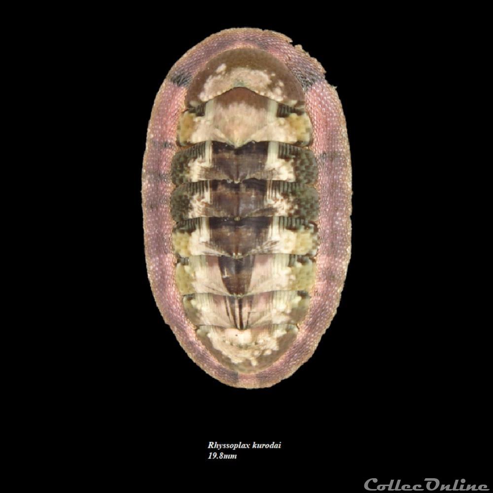 Rhyssoplax kurodai 19.8mm coquillage fossile polyplacophora rhyssoplax kurodai 19 8mm